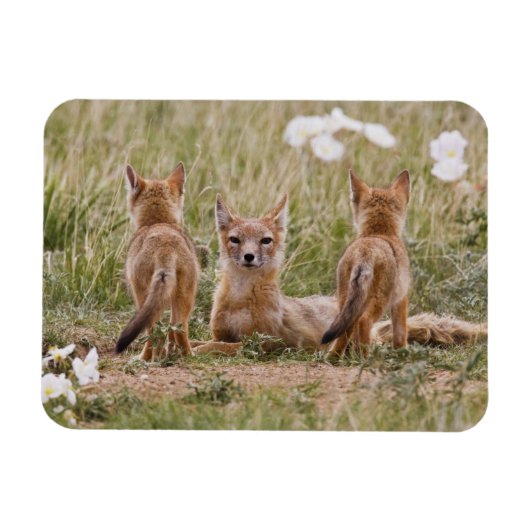 スイフトギツネ (Vulpes velox) 子育て中の雌 マグネット (横)