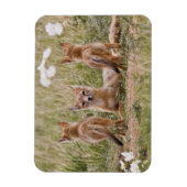 スイフトギツネ (Vulpes velox) 子育て中の雌 マグネット (縦)