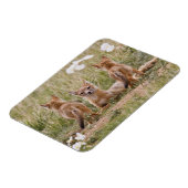 スイフトギツネ (Vulpes velox) 子育て中の雌 マグネット (左側)
