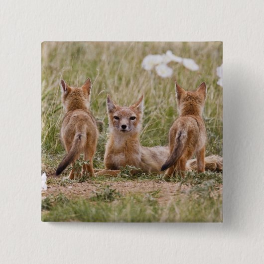 スイフトギツネ (Vulpes velox) 子育て中の雌 缶バッジ (正面)
