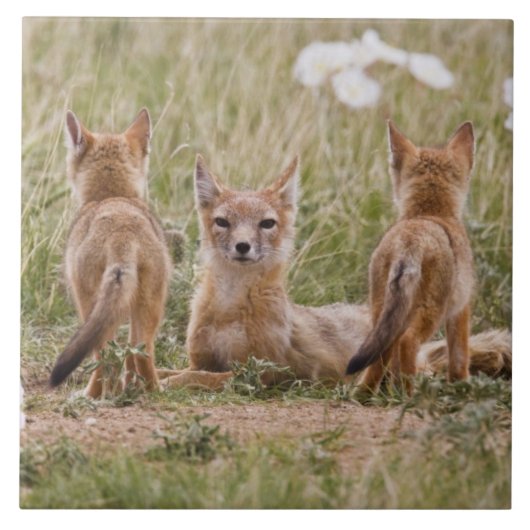 スイフトギツネ (Vulpes velox) 子連れのメスが タイル (正面)