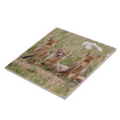 スイフトギツネ (Vulpes velox) 子連れのメスが タイル (側面)