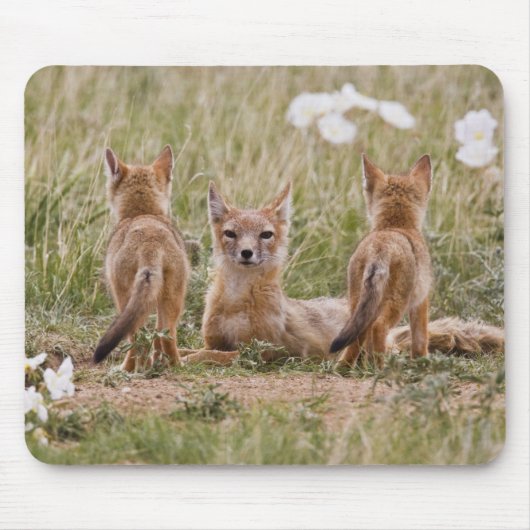 スイフトギツネ (Vulpes velox) 子連れのメスが マウスパッド (正面)