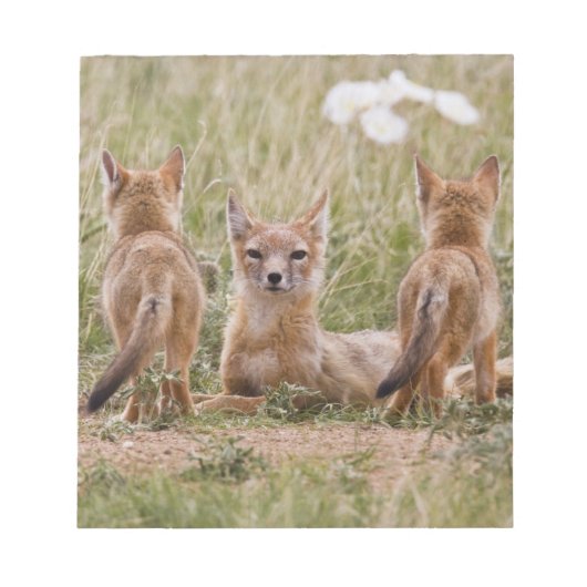スイフトギツネ (Vulpes velox) 雌と子供 ノートパッド (正面)