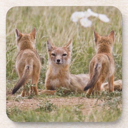 スイフトギツネ (Vulpes velox) 雌と幼獣が コースター (正面)