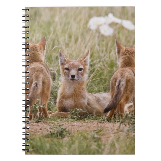 スイフトギツネ (Vulpes velox) 雌と幼獣が ノートブック (正面)