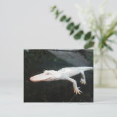 スイミングアルビノアリゲーターカラー写真 ポストカード (スタンド正面)