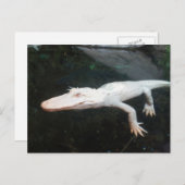 スイミングアルビノアリゲーターカラー写真 ポストカード (正面/裏面)