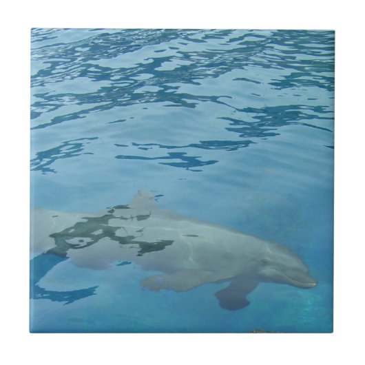スイミングイルカ タイル (正面)