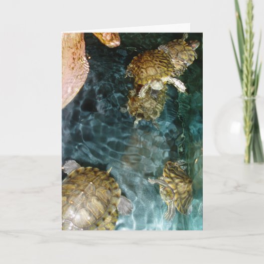 「スイミングカメ」誕生日カード カード (正面)