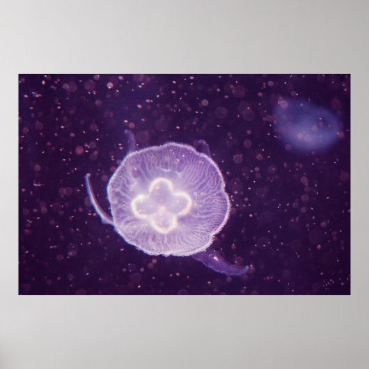 スイミングクラゲ ポスター (正面)