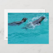 スイミングシールカップル ポストカード (正面/裏面)