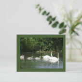 スイミングスワンファミリーDIYはがき ポストカード (スタンド正面)