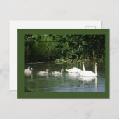 スイミングスワンファミリーDIYはがき ポストカード (正面/裏面)