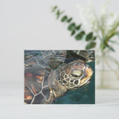 スイミングタートルポストカード ポストカード (スタンド正面)