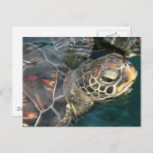 スイミングタートルポストカード ポストカード (正面/裏面)