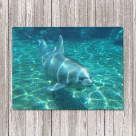 スイミングドルフィン ドアマット