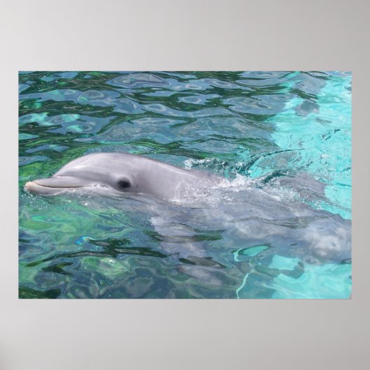 スイミングドルフィン ポスター (正面)
