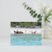 スイミングピッグのビーチはがき ポストカード (スタンド正面)