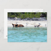 スイミングピッグのビーチはがき ポストカード (正面/裏面)