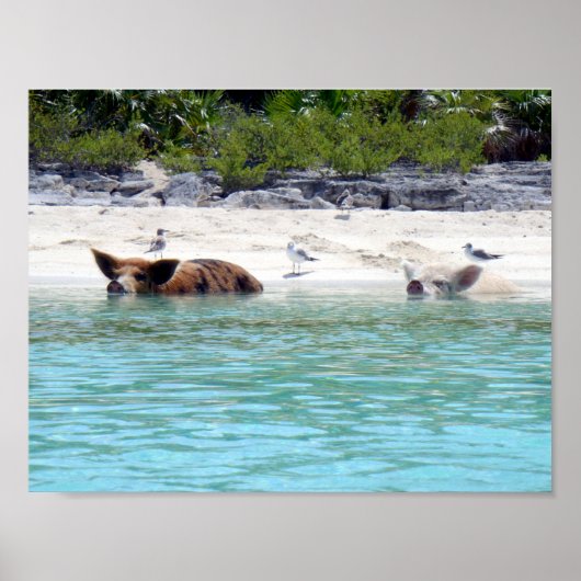 スイミングピッグinビーチポスター ポスター (正面)