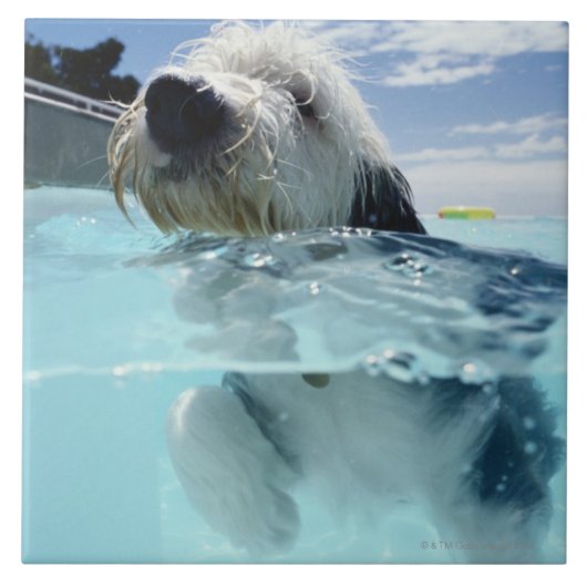 スイミングプールで泳ぐ犬 タイル (正面)