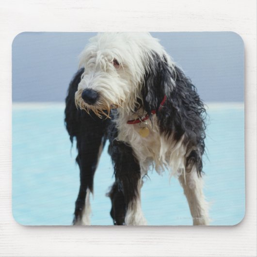 スイミングプールで濡れた犬 マウスパッド (正面)