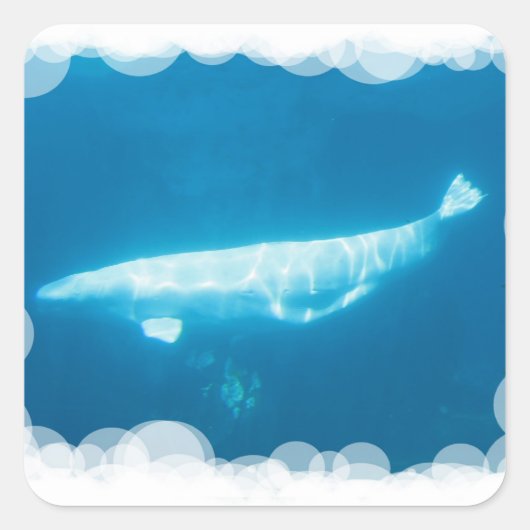 スイミングベルーガクジラのシール スクエアシール (正面)