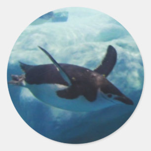 スイミングペンギン ラウンドシール