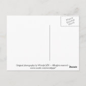 スイミングリザードハガキ ポストカード (裏面)