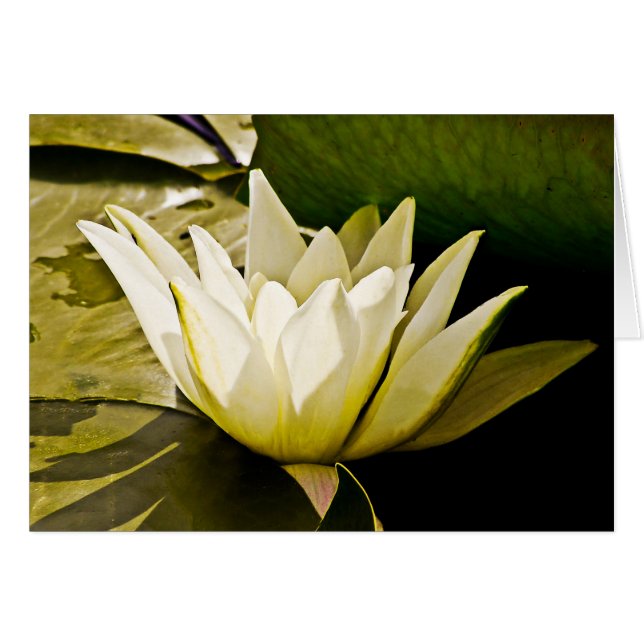 スイリカード (正面横)