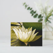 スイリカード ポストカード (スタンド正面)