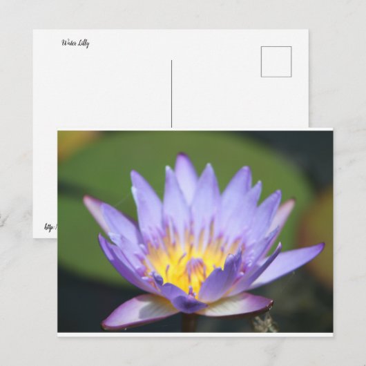 スイリー ポストカード (正面/裏面)