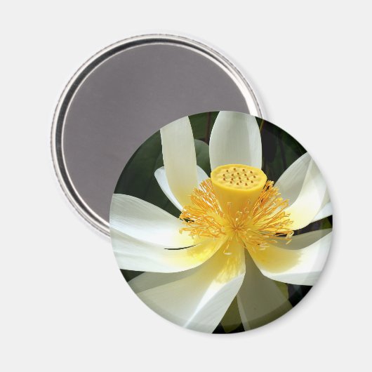 スイリ磁石 マグネット (正面/裏面)