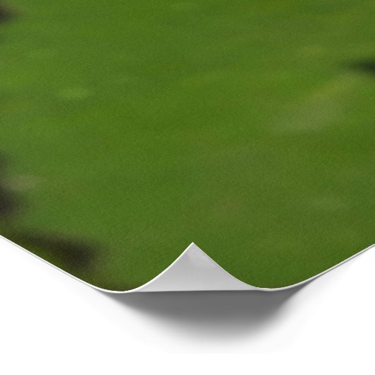 スイレンのトンボ ポスター (角)