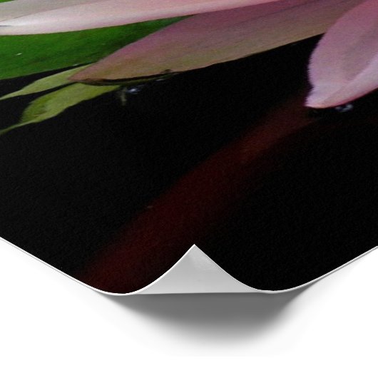 スイレンのペア ポスター (角)