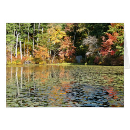 スイレンの浮いている葉の入江-ウィットニーの池