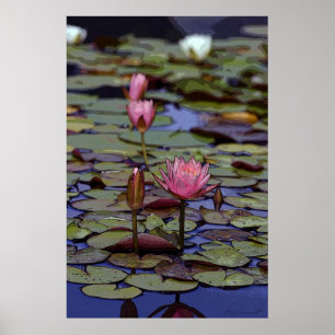 スイレンの浮いている葉の芸術ポスター-24x36 -他は利用できる大きさで分類します ポスター