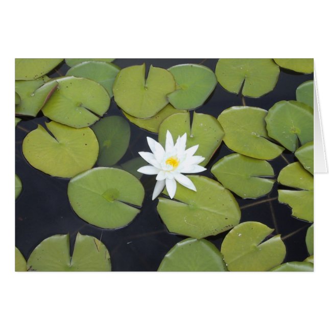 スイレンの浮いている葉 (正面横)