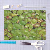 スイレンの浮いている葉 薄葉紙 (クラフト)