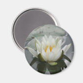 スイレンの花の写真撮影の磁石 マグネット (正面/裏面)