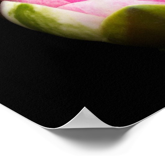 スイレンの花 ポスター (角)