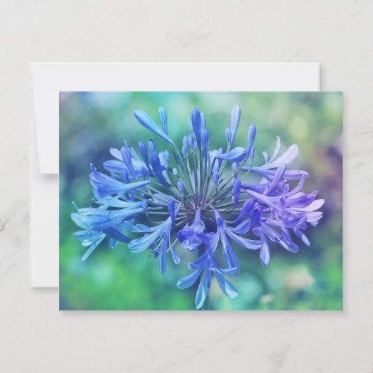 スイレンフカザ 招待状 (裏面)