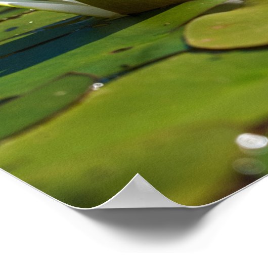 スイレン花 ポスター (角)