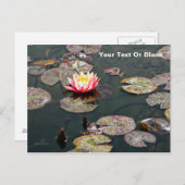 スイレン花 ポストカード (正面/裏面)