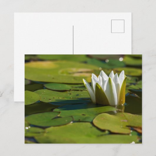 スイレン花 ポストカード (正面/裏面)