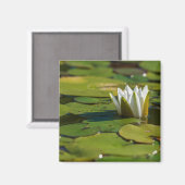 スイレン花 マグネット (正面/裏面)