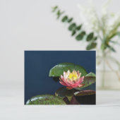 スイレン2 ポストカード (スタンド正面)