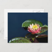 スイレン2 ポストカード (正面/裏面)