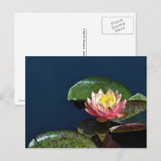 スイレン2 ポストカード (正面/裏面)